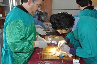 Parazit Bulaşan Fereler, Kedilerden Korkmuyor