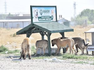 Karatay’da Sokak hayvanlarına yeni beslenme istasyonları kuruluyor