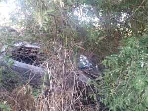 Otomobil ağaçlık alana uçtu: 4 yaralı