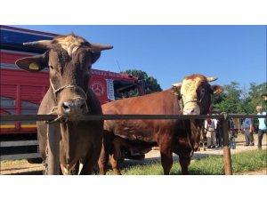 Kurban pazarında alıcı da satıcı da memnun değil