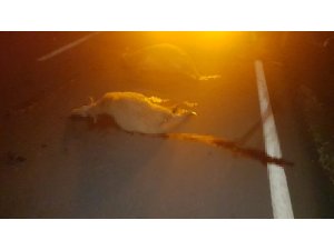 Silivri’de sürüye dalan otomobil hayvanları telef etti