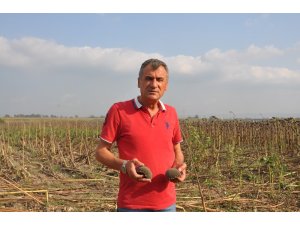 Üretici TMO’nun ayçiçeği de almasını istiyor