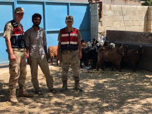 Kaybolan küçükbaş hayvanları jandarma buldu