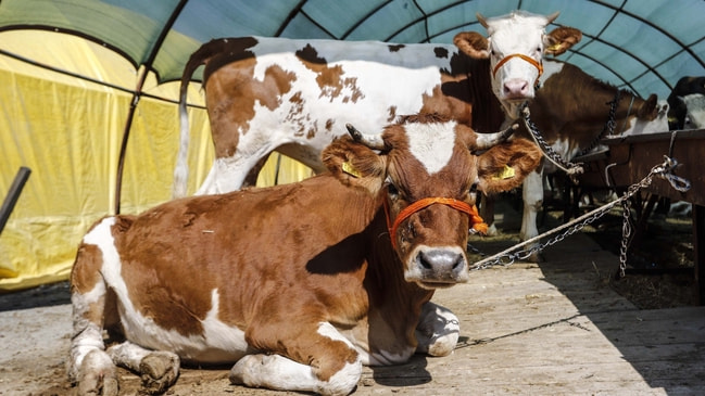 'Kesinlikle caiz değil' Kurban Bayramı'nda bunu yapanlar dikkat!