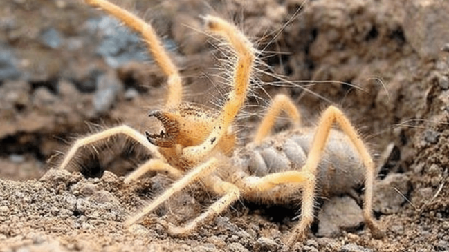 Oldukça saldırgan bir tür... "Et yiyen örümcek" vatandaşları korkutuyor!
