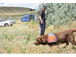 Kayıp katip kadavra ve iz takip köpekleriyle aranıyor