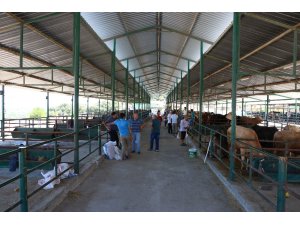 Manisa Hayvan Pazarı’nda padoklar boş kaldı