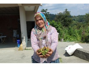 21 bin fındık üreticisinin cebine 745 milyon TL girecek