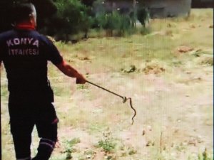 Konya'da eve giren yılanı itfaiye ekipleri çıkardı