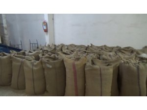 Yılın ilk fındığı tüccara indi