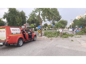 Şiddetli rüzgar ağaçları devirip geçti