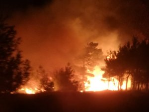 Gölbaşı’nda ormanlık alan yandı