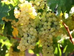 Yaş meyve sebze ve mamulleri ihracatı yüzde 25 arttı