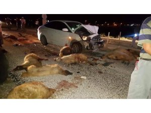 Otomobil koyun sürüsüne daldı, 15 koyun telef oldu