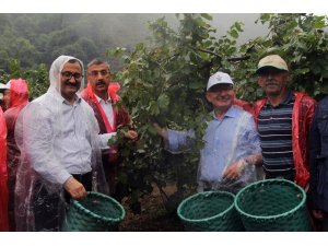 Vali fındık bahçesine girdi, beline sepet bağlayarak fındık topladı