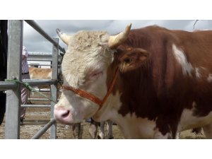 Hayvan Pazarında Bayram öncesi durgunluk hakim