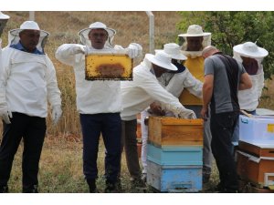 Tokat’ta bal hasadı başladı