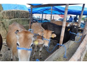 Gerze’de kurbanlık satışı hareketlendi