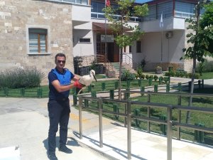 Seydişehir'de yaralı leylek zabıtaya teslim edildi