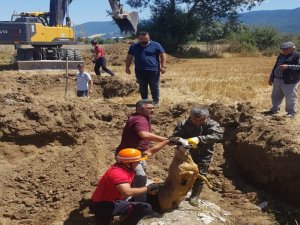 Tarlada otlayan keçi ve koyun, hırsızların çaldığı rögar kapağından dolayı kanalizasyona düştü