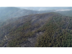 Bursa Orhaneli’de 60 hektarlık ormanlık alan kül oldu