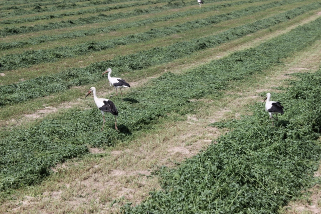 Karapınar'da leyleklerin fare avı