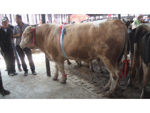 Otomobil fiyatına kurbanlık