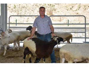 Beypazarı'nda yeni açılan hayvan pazarı ilgi gördü