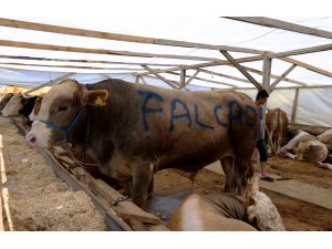 Kurban pazarında "Falcao" 16 bin liraya alıcı buldu