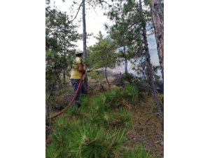 GÜNCELLEME - Sinop'ta orman yangını