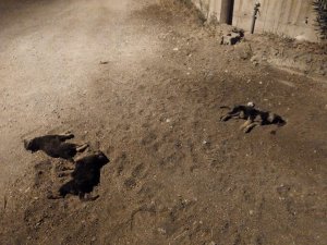 Yavru köpekleri aracıyla ezip kaçan cani sürücü pes dedirtti