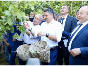 Ordu’da fındık hasadı 3 ülkenin tarım bakanının katılımıyla başladı