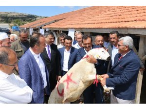 Çorum Damızlık Koç Teke Üretim istasyonu açıldı