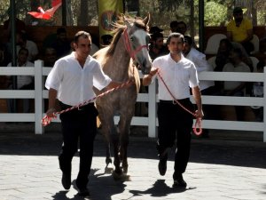 TİGEM’den ’'kayıp yarış atları' açıklaması: Yalan