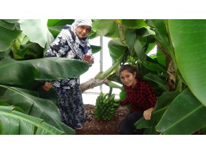 Kazdağı muzu ilgi görüyor