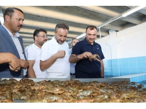 Elazığ’dan dünya pazarına kerevit, kilosu 100 TL