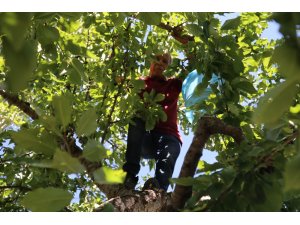 Artova’da tarımsal atak