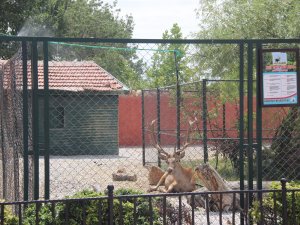 Hayvanat bahçesinde fıskiyeli serinlik