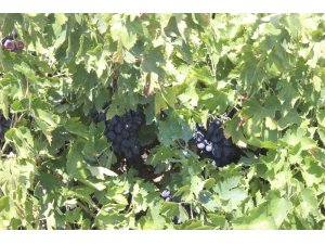 Üzüm üreticilerine salkım güvesi uyarısı