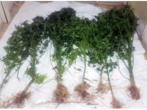 Zehir tacirlerine bir haftada 3 operasyon