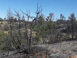 Sungurlu’da orman yangını