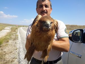 Yaralı şahin koruma altına alındı