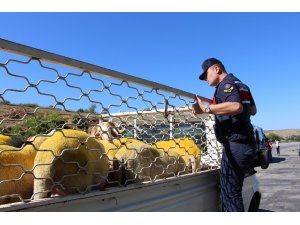 Jandarmadan bayram öncesi yol ve kurbanlık denetimi