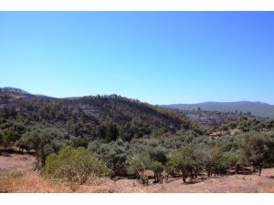 Binlerce çam ağacı, yüzlerce zeytin ağacı yok oldu