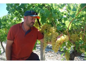 Sultaniye üzümde hasat zamanı, üreticiden 12 lira fiyat beklentisi