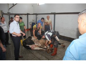 Beypazarı'nda kurban kesim kursu verildi
