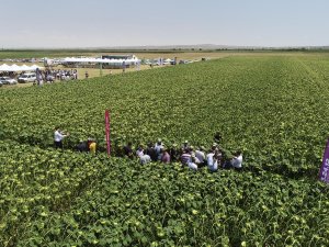 Bilinçli tarım verimi yükseltti