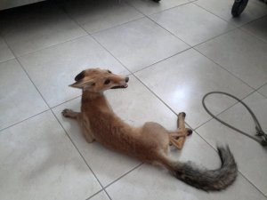 Yaralı tilki koruma altına alındı