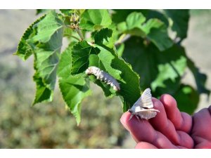 Muğla Büyükşehir’den ‘İpek böcekçiliği’ projesi