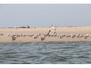 Senegal'in okyanus kıyısındaki kutsal adası Sangomar